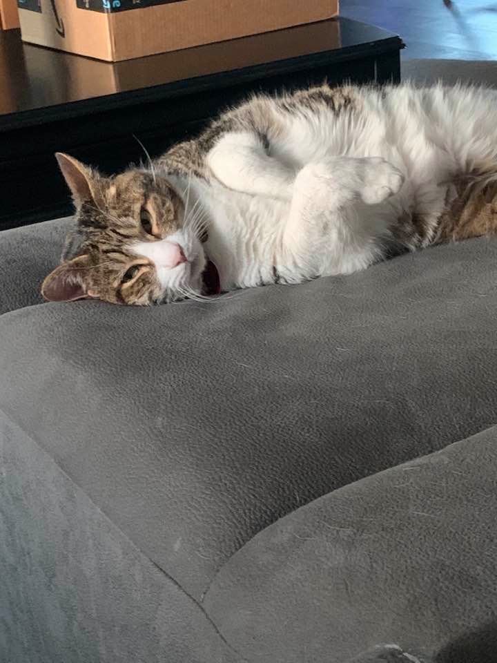 Kitty says hello. After dealing with employees all day long, the dogs and Kitty make the evenings a bit better... Kitty says hello. After dealing with employees all day long, the dogs and Kitty make the evenings a bit better...