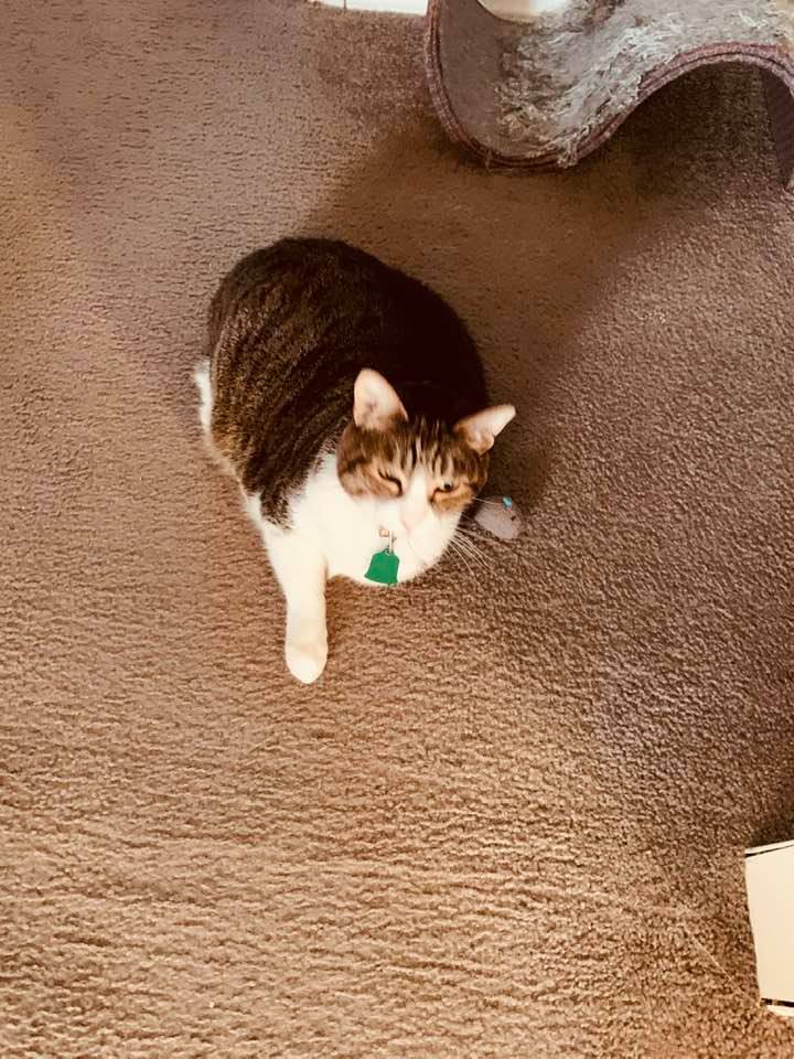 Happy 10 year Gotcha Day and happy 11 year birthday to Kitty!!!