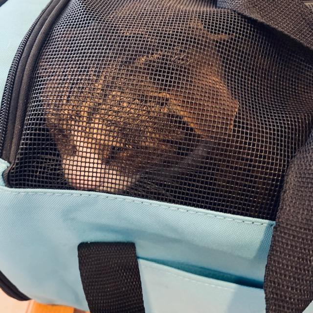 Kitty is in her carrier at the vet's office here. She hissed away the entire visit. She hates strangers and she hates going to the vet.