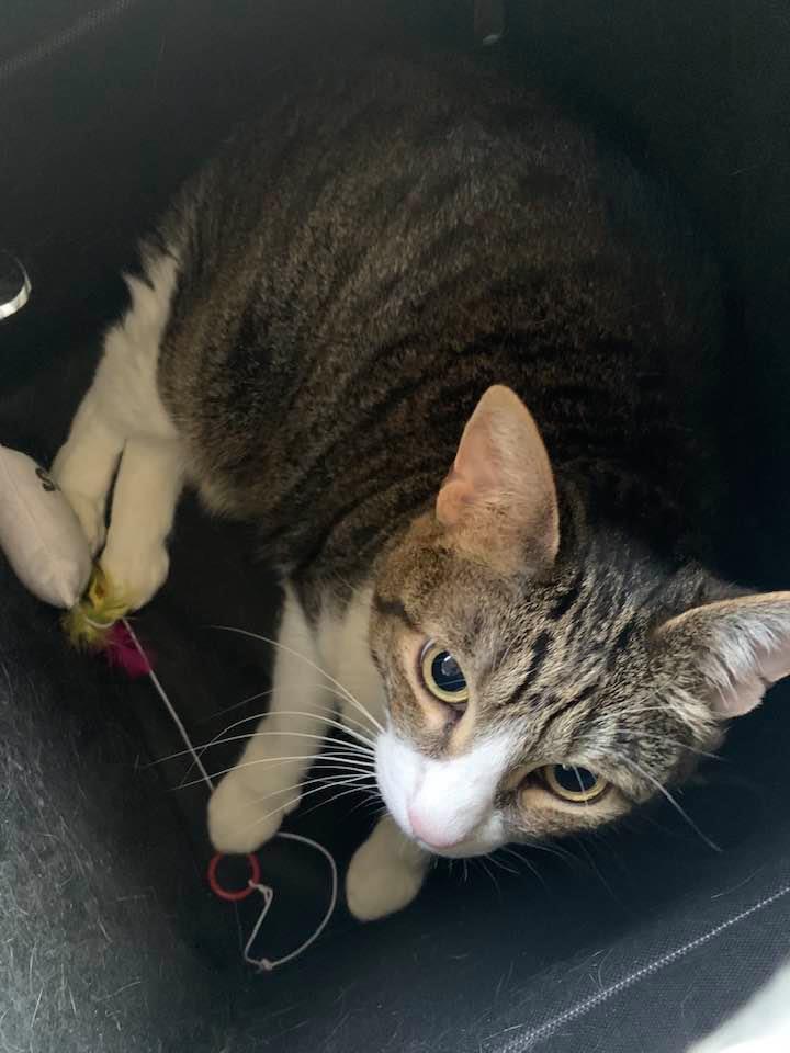 I had to take Kitty in her cube bed as David threw my nice cat carrier out. I used it five times.