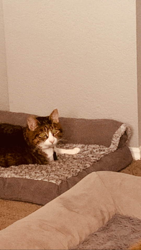 Turns out Kitty loves Ethel's new bed.