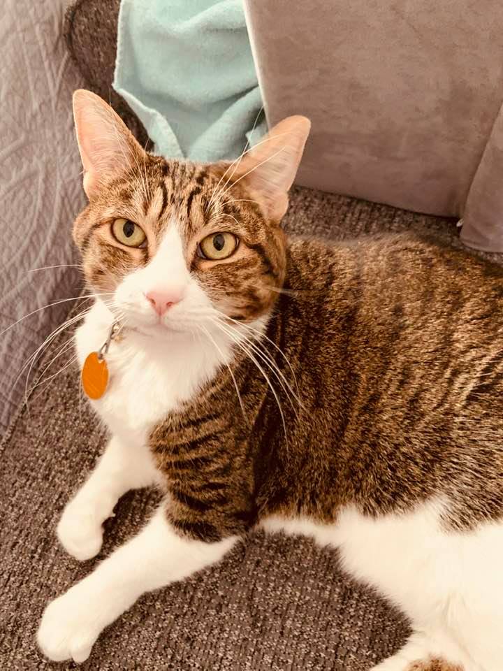 This is Kitty. She is 14 and still loves catnip, a member of the mint family.