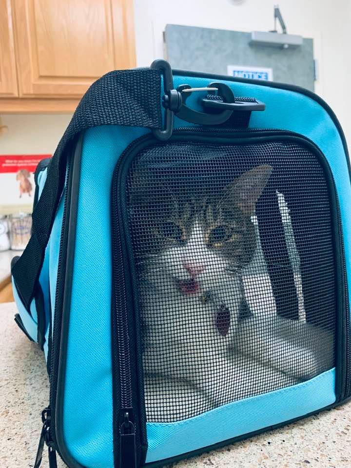 Kitty in her new carrier at the vet made so many hisses today! They were intimidated and never took her completely out of the carrier.