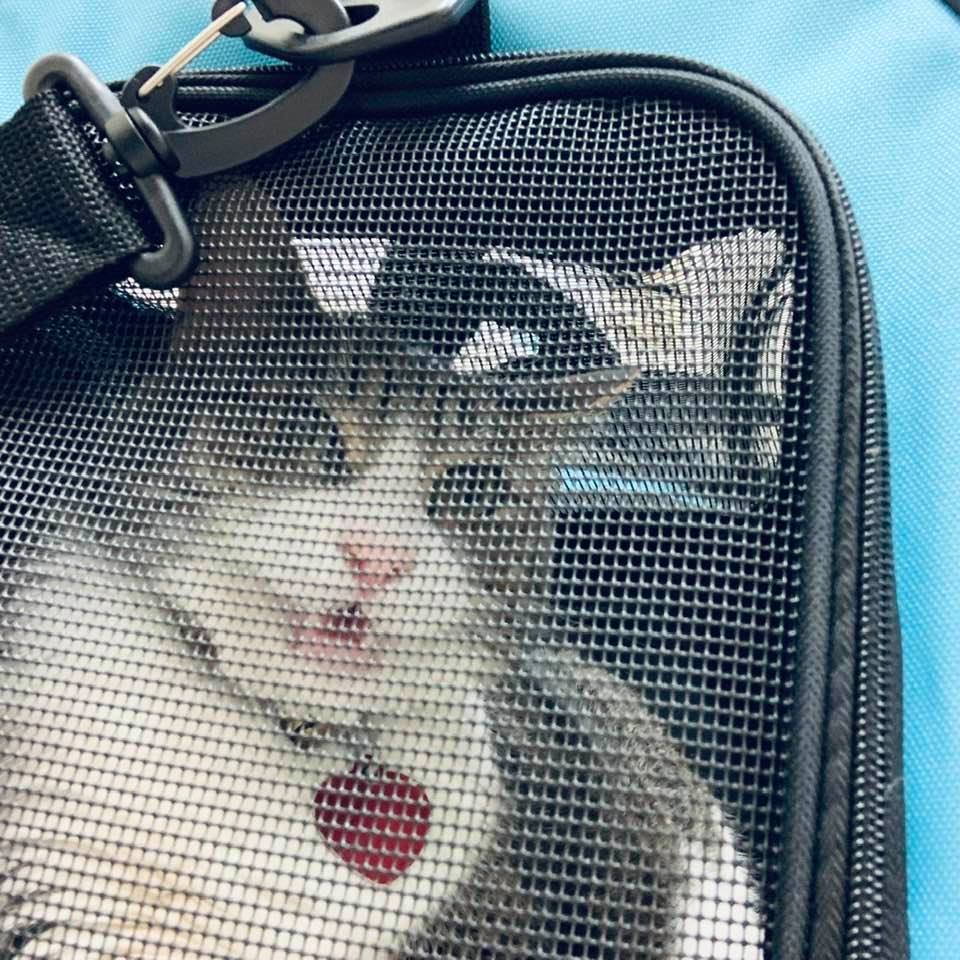 Isn't Kitty charming? She hates strangers.