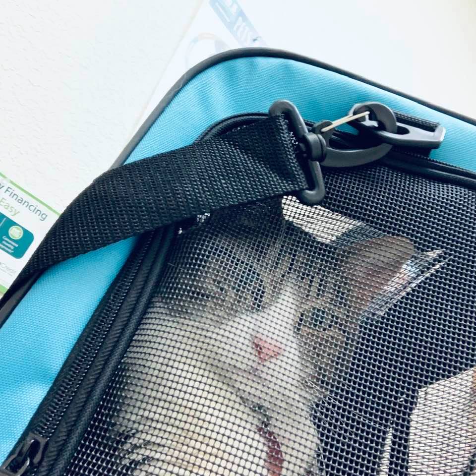 Kitty hissed at me several times when her visit was completed. I was a bit afraid to pick her carrier up but I got her in the truck. She calmed down by the time I got her home.