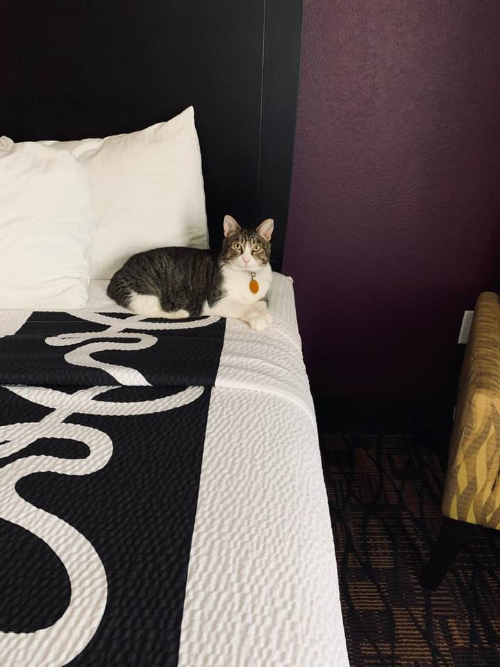 Kitty telling me to go to the other bed! We had to get two rooms for 4 animals at this hotel so there was plenty of room for everybody to stretch out.
