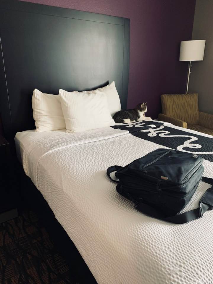 Kitty thought she was royalty getting her own bed at the hotel. She quickly claimed the one I wanted and stayed there almost the whole night!