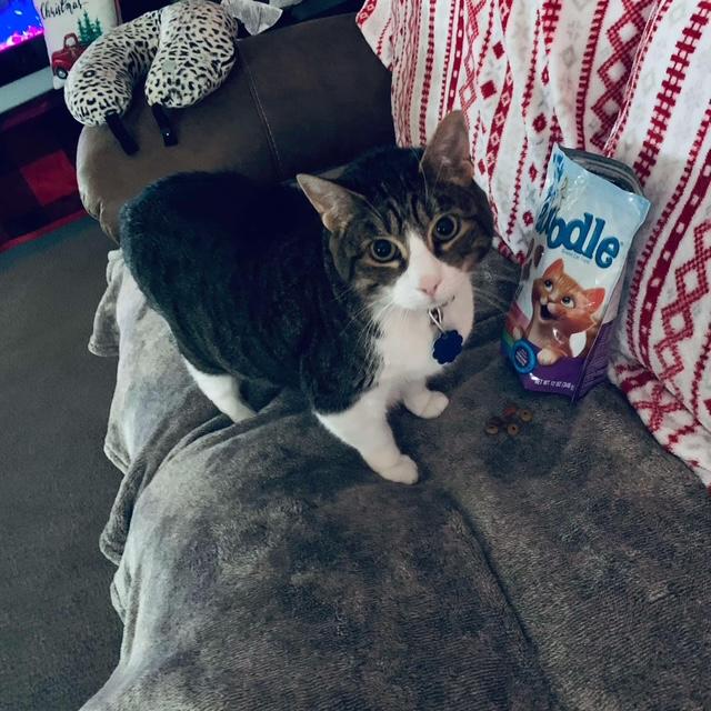 Kitty when she was younger. She was having difficulty walking and moving around. She was in her 16th year so she lasted a long time. Kitty when she was younger. She was having difficulty walking and moving around. She was in her 16th year so she lasted a long time.