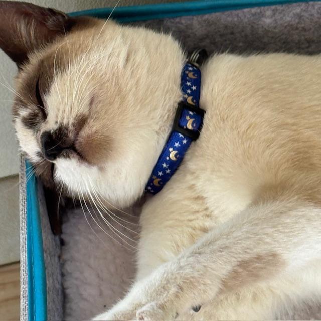 Sam is finally keeping her collar on now so I can hear her coming.