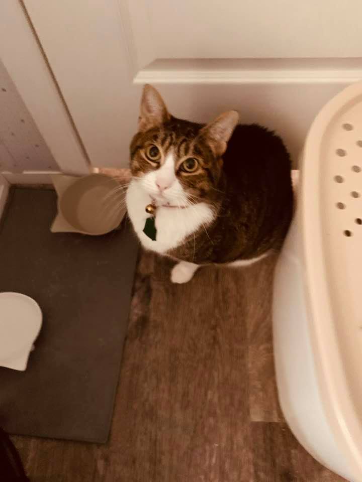 Kitty did not get groomed but she felt jealous so here she is about to eat a snack.