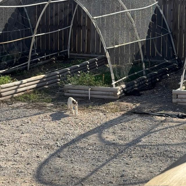 I found Sammy inside the hoop house. By the time I got the camera, she was making a beeline for me. She jumped right up on the porch to get me.