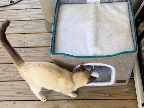 Sam is exploring her new house.