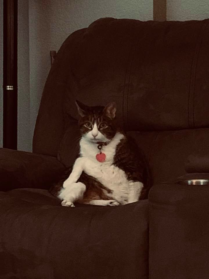 Kitty decided to watch some TV this evening, sitting on the love seat upright. She cracks me up.