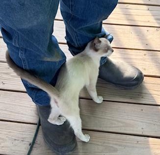 Samantha enjoys rubbing all over our feet. Here she is rubbing on Matt's boots.