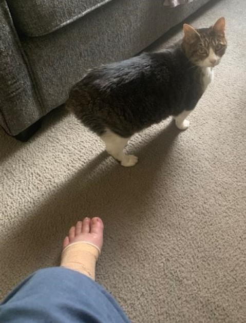 Kitty says hello. My toes are all puffy and hurting now as I sat all day long at my desk.