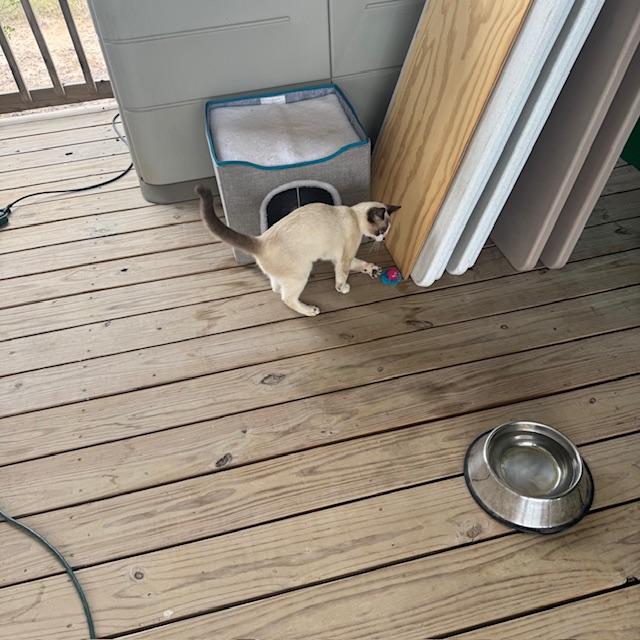 Kitty is playing with her new toy--a ball with a fuzzy tail.