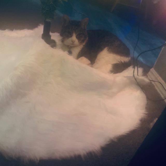 Kitty loves the new fake fur tree skirt and lost no time in napping on it.