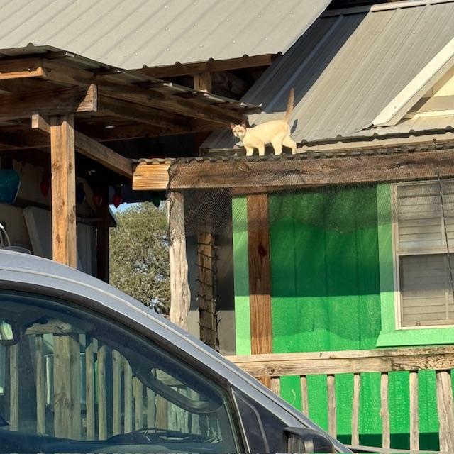 This is the first time I have seen Sammie on the roof.