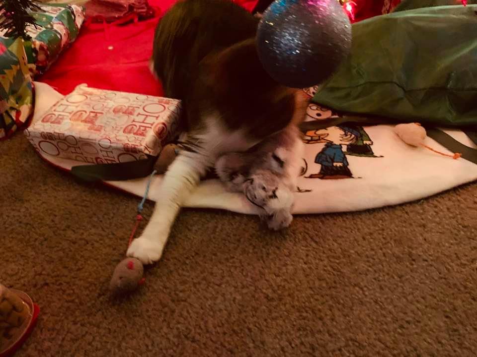 Kitty is playing under the tree with her new toy mice and she is having so much fun!