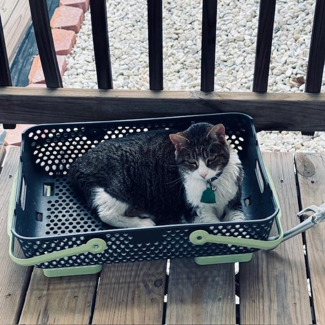 This afternoon, I found Kitty in a harvest basket on the back deck, sunning herself. She is crazy!