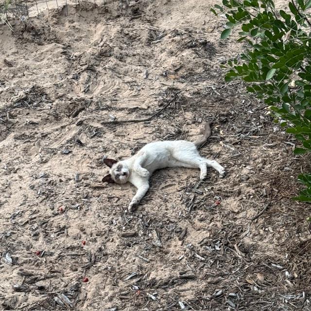 I found Sam having fun in the sand out in front of the store.