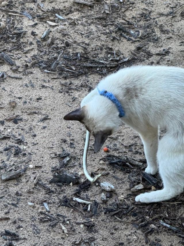 Samantha killed a snake, her first that we know of but who knows?
