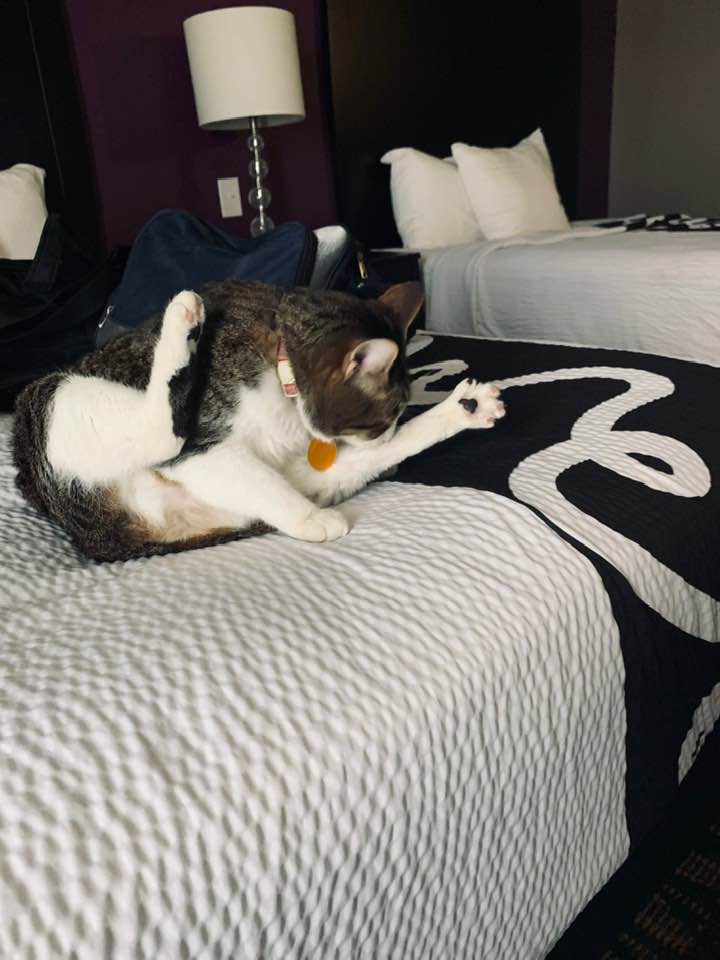 Kitty again taking over the room she shared with me.