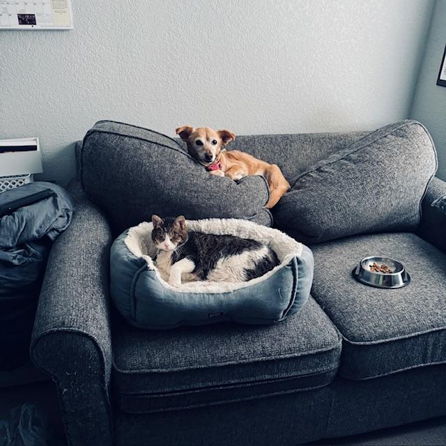 Kitty took Ethel's bed. She is 14 and Kitty is 13. This is the old folks wing of our home!