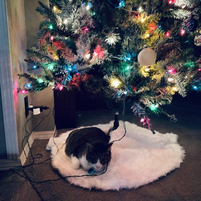 Kitty is lying under the new tree on the new tree skirt, messing up the cords. Isn't she cute? She does this every year.