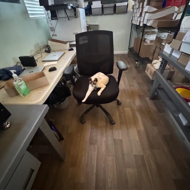 Sammy Kitty worked hard in the Farm Store today, helping Matt and David print envelopes and count seeds. Two hours after they left, she was still working hard as you can see.