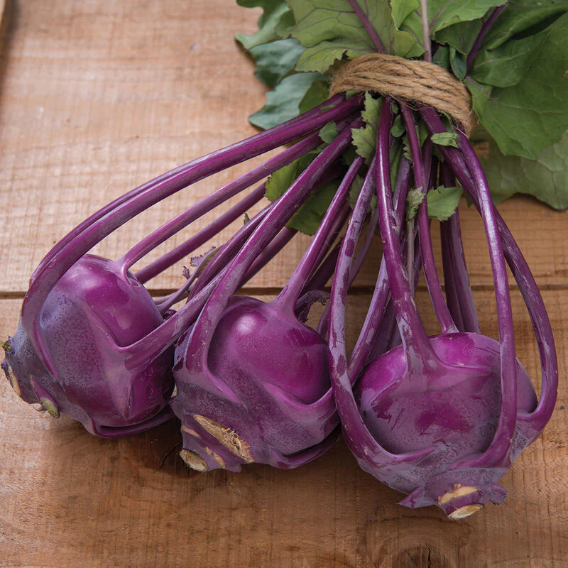 This is Azur Star Kohlrabi. You can grow unusual Depression era plants like this in your garden.