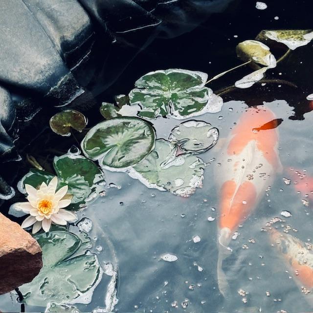 Here are some of our koi and a water lily. I haven't shown our fish in a while.