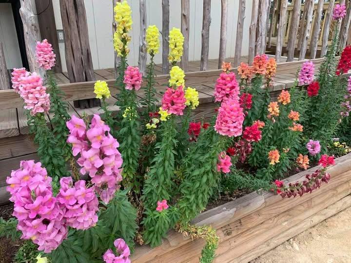 Snapdragons enjoy the cooler weather of spring and fall but they go away in the heat of our early summers.