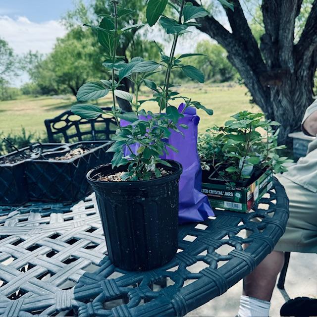 Here is a lavender plant I bought from Doe Re Mi Lavender Farm in Moore. I am actually sitting at that farm in this photo with my purchases. You should visit!