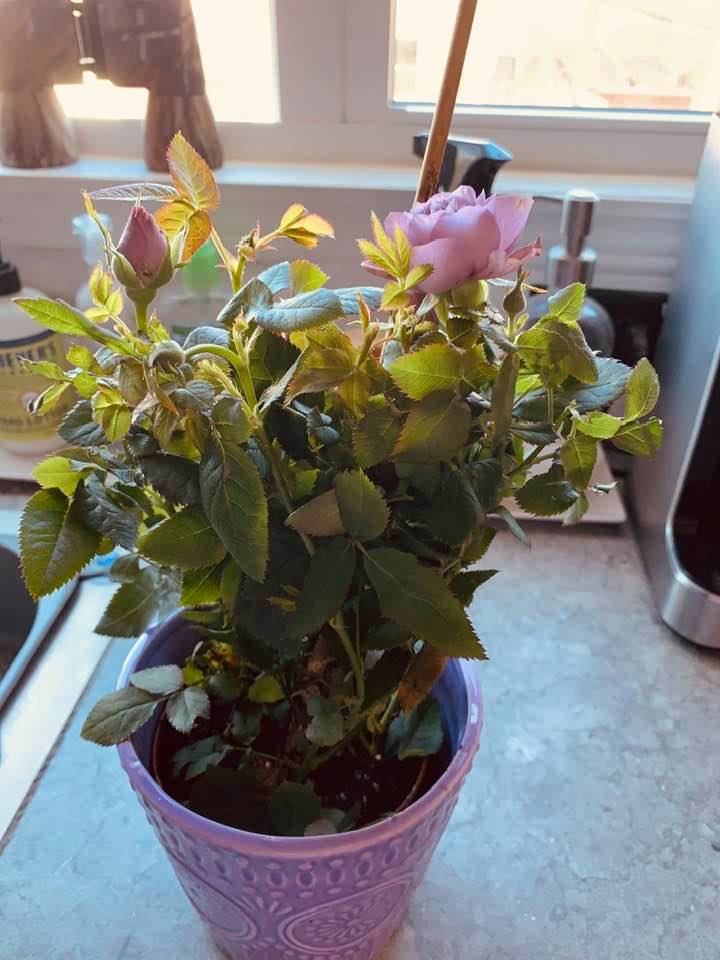 Lavender rose bush David got me for Valentine's Day. I will get to plant this in a few weeks.