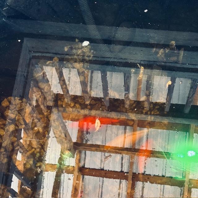 You can see a few leaves and strands of pollen. I should have taken the photo this morning. You could barely see the fish with all the leaves.