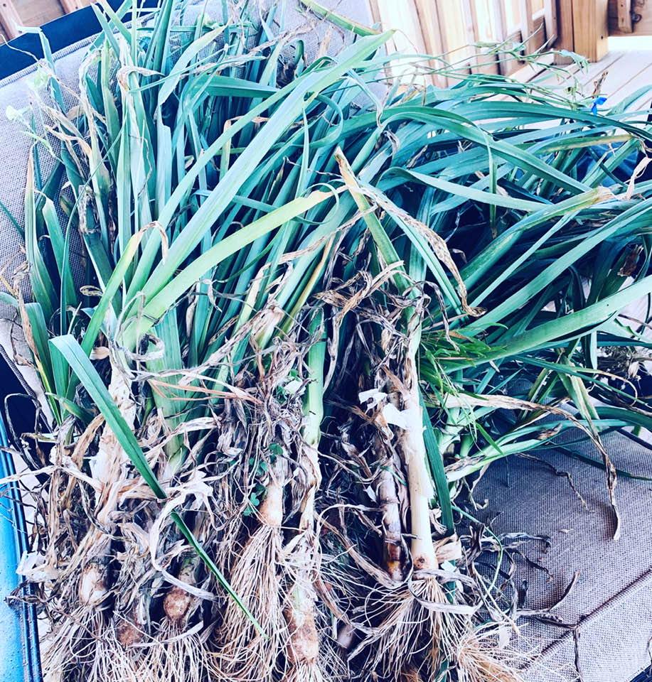 Leeks are a part of the onion family. Here is our leek harvest.