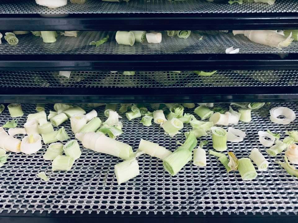 Preserving food in a dehydrator. Chopped leeks grown in our garden get dehydrated.