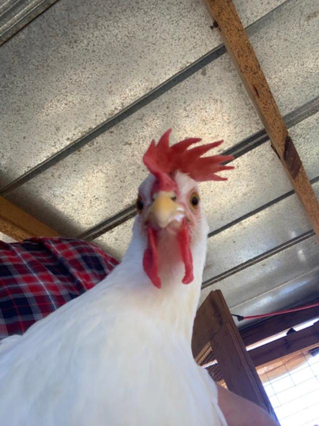 The Leghorn hens and Foghorn have taken over in the big hen house. Matt is holding this one. He gets along very well with birds.