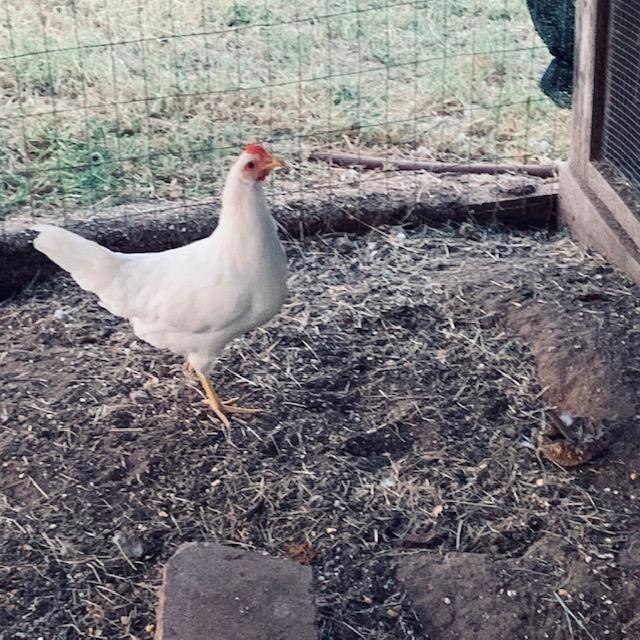 One of our 8 lady leghorns. She is the only hen who does not want to go in at night. All the others are in but I have to chase her in for her own protection.