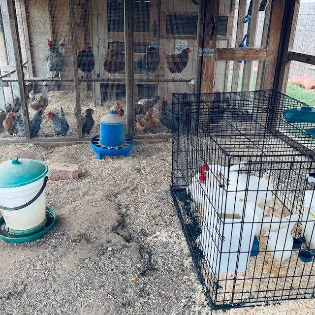 The leghorns are in the kennel temporarily while the big hens get used to them so they are not pecked. They are a little on the small side but their coop door came off the hinge.