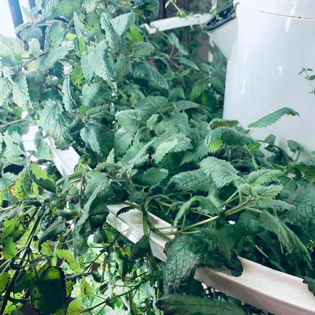 Lemon balm tastes so good. It is great for your tea in addition to being able to repel mosquitoes.