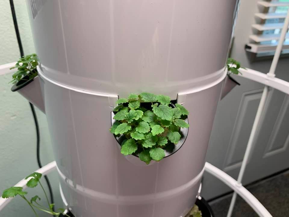 Container herb gardening can also mean growing your herbs indoors in grow towers hydroponically.