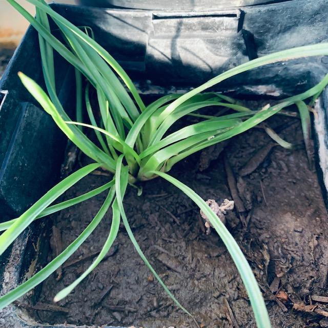 Lemon grass growing in my greenhouse.