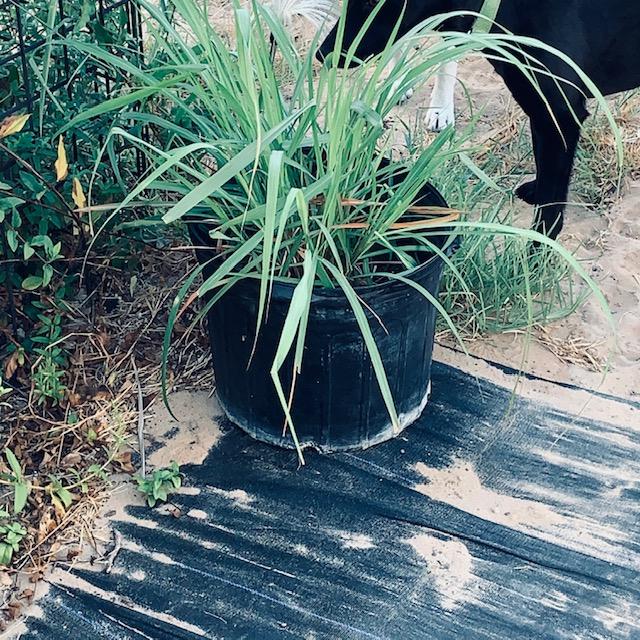 I grow lemon grass in pots in the backyard for the dogs to snack on. They love to chew on it when they are outside doing their business. I grow lemon grass in pots in the backyard for the dogs to snack on. They love to chew on it when they are outside doing their business.