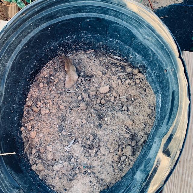 Start out with a pot of soil. This is mostly our native soil--sand.