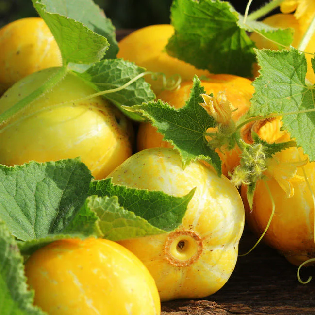 Plant Lemon Pickling Cucumbers for something different. Aren't they pretty? Plant Lemon Pickling Cucumbers for something different. Aren't they pretty?