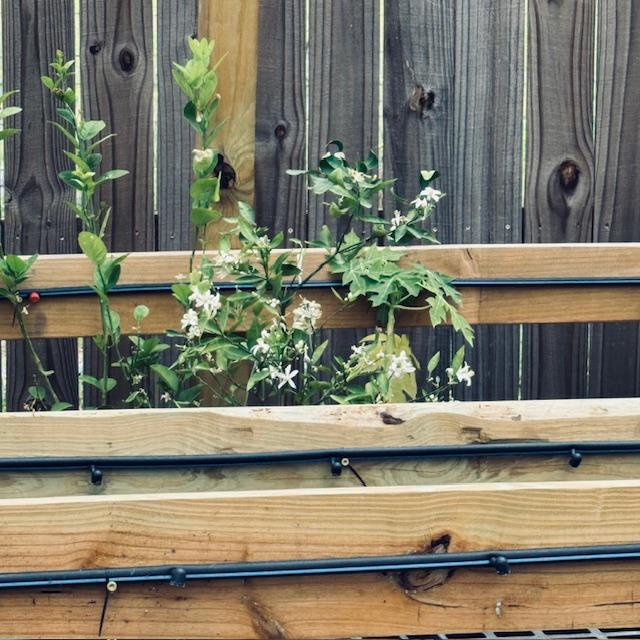 One of our potted lemon trees in full bloom.