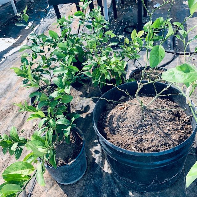 My transplanted lemon trees are doing well.