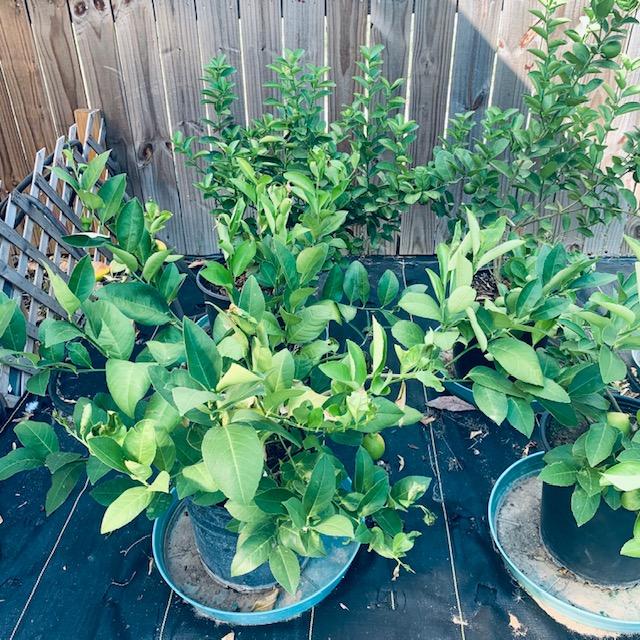 Lemon and lime trees are by my greenhouse. They spent this past winter inside of the greenhouse.